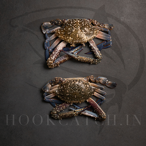 Blue Crab 1019g